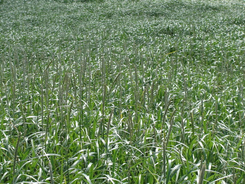 Leymus mollis (Dune Grass) (alternate view 3)