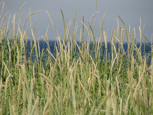 Leymus mollis (Dune Grass) (alternate view 4)