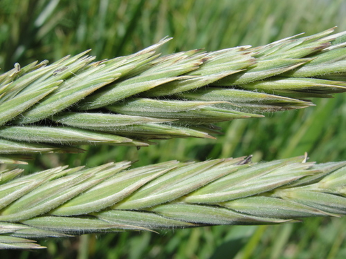 Leymus mollis (Dune Grass) (alternate view 5)