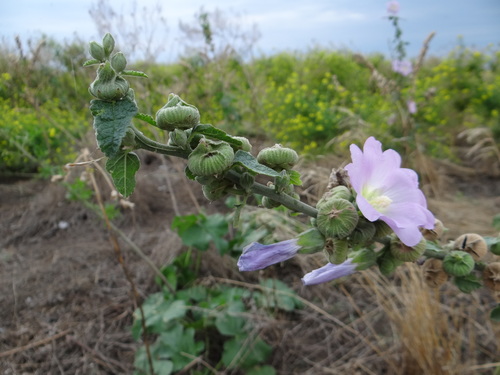 Alcea (hollyhocks) (alternate view 9)