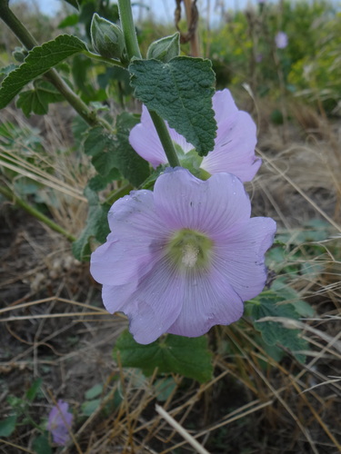 Alcea (hollyhocks) (alternate view 10)