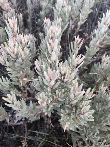 Atriplex cinerea (Grey Saltbush) (alternate view 2)