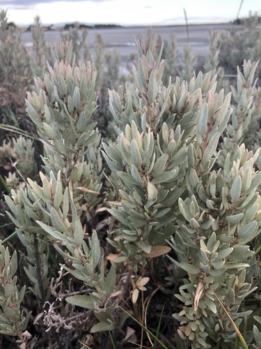 Atriplex cinerea (Grey Saltbush) (alternate view 3)