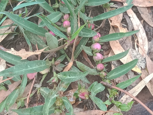 Eremophila debilis (Winter Apple) (alternate view 7)
