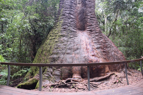 Corymbia gummifera (Red Bloodwood) (alternate view 6)