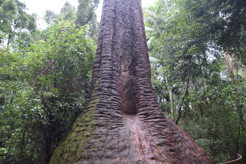 Corymbia gummifera (Red Bloodwood) (alternate view 7)