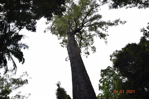 Corymbia gummifera (Red Bloodwood) (alternate view 8)