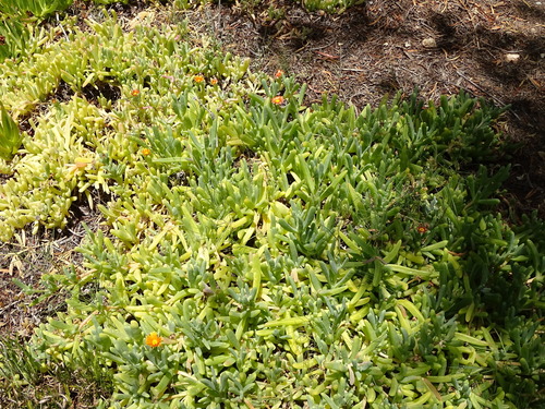 Malephora (Fingerfigs) (alternate view 3)