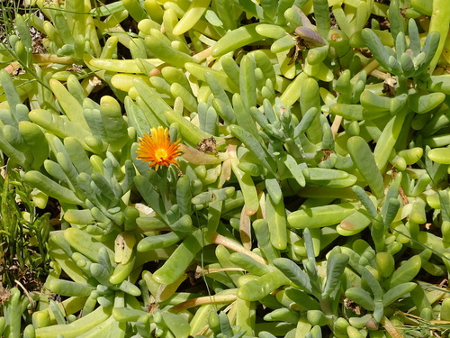 Malephora (Fingerfigs) (alternate view 2)