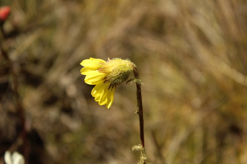 Senecio (groundsels) (alternate view 10)