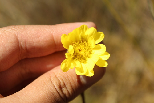Senecio (groundsels) (alternate view 9)