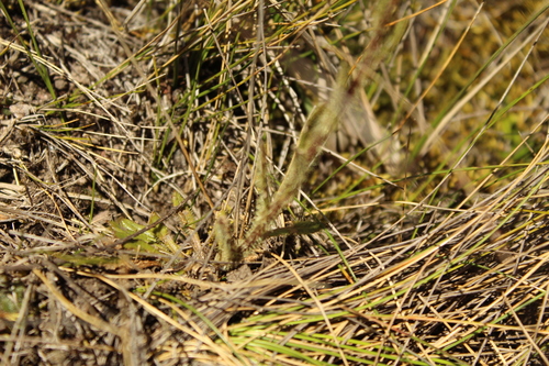 Senecio (groundsels) (alternate view 11)