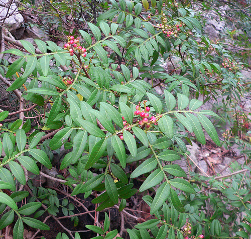 Pistacia lentiscus (mastic)