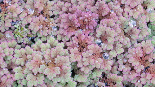 Azolla rubra (Red Azolla)
