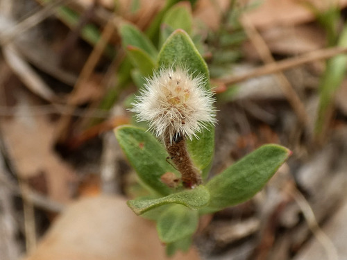 Pimelea humilis (Common Rice-flower) (alternate view 4)
