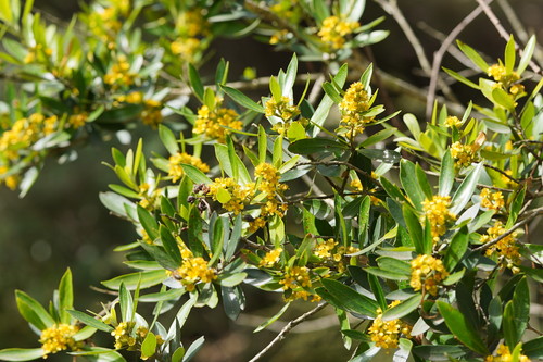 Tristaniopsis laurina (Water Gum)