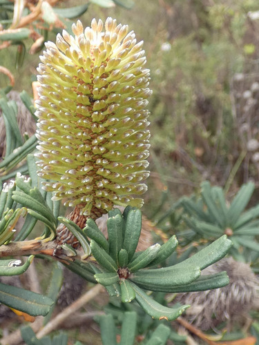 Banksia marginata (Silver Banksia) (alternate view 6)