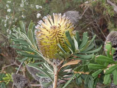 Banksia marginata (Silver Banksia) (alternate view 7)