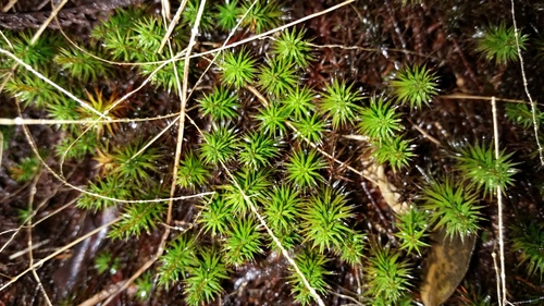 Polytrichum commune (Common Haircap Moss)
