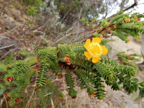 Hypericum (St. John's worts) (alternate view 7)