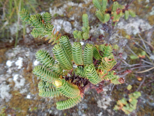Hypericum (St. John's worts) (alternate view 8)