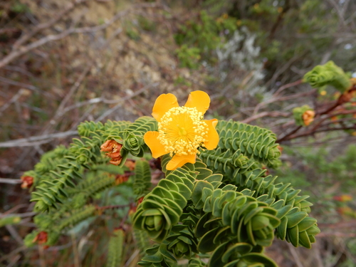 Hypericum (St. John's worts) (alternate view 9)