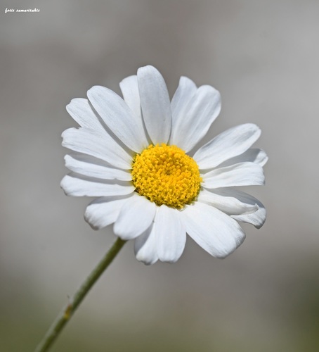 Anthemis (Chamomiles) (alternate view 6)