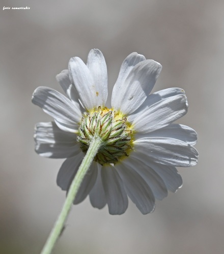 Anthemis (Chamomiles) (alternate view 7)
