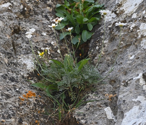 Anthemis (Chamomiles) (alternate view 9)