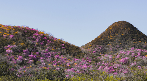 Handroanthus impetiginosus (Pink Trumpet Tree)