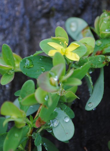 Hypericum stragulum (low St. John's wort) (alternate view 2)