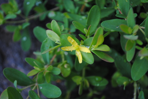 Hypericum stragulum (low St. John's wort)