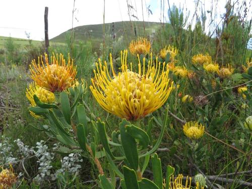 Leucospermum cuneiforme (alternate view 6)