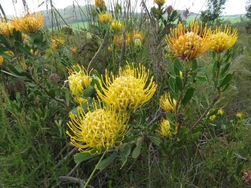 Leucospermum cuneiforme (alternate view 7)