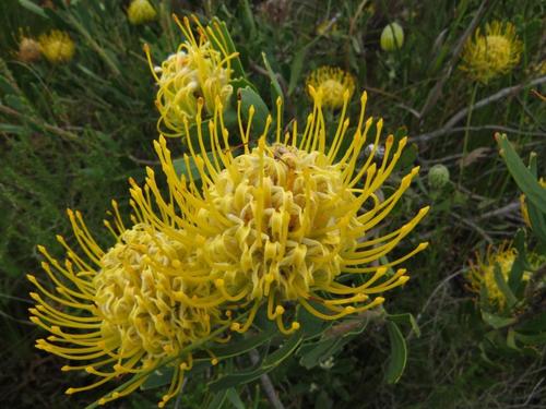Leucospermum cuneiforme (alternate view 8)