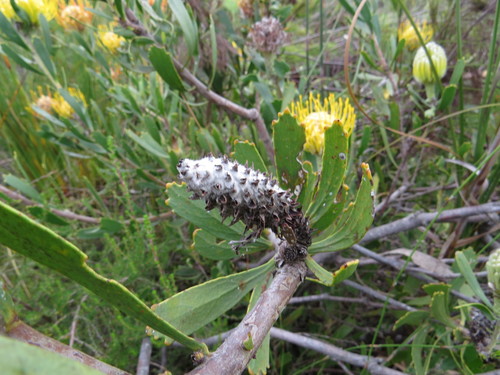 Leucospermum cuneiforme (alternate view 9)
