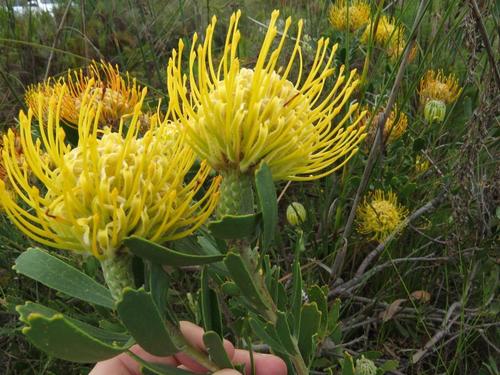Leucospermum cuneiforme (alternate view 10)
