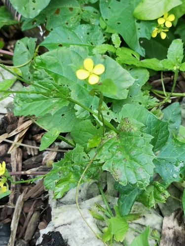 Mutarda arvensis (charlock)