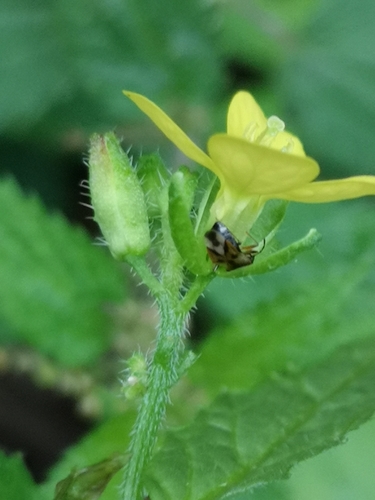 Mutarda arvensis (charlock)