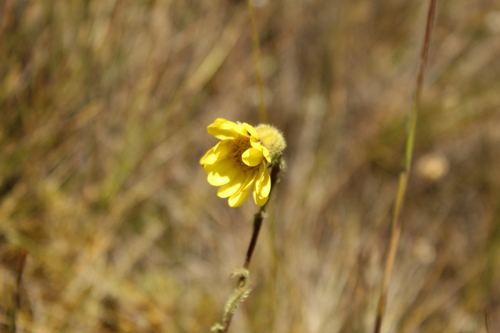 Senecio (groundsels) (alternate view 12)