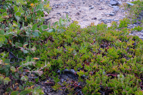 Arctostaphylos hookeri (Mills Manzanita) (alternate view 4)