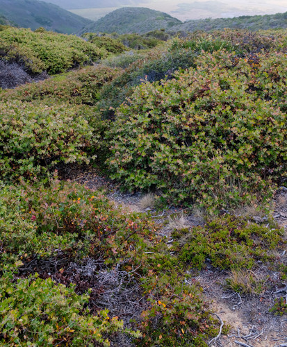 Arctostaphylos hookeri (Mills Manzanita) (alternate view 5)