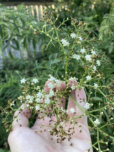 Sambucus canadensis (American black elderberry)