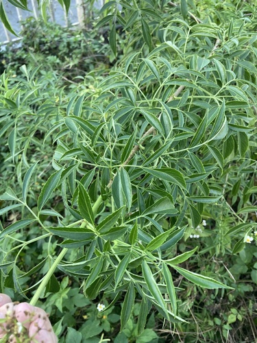 Sambucus canadensis (American black elderberry)