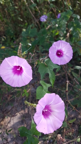 Ipomoea cordatotriloba (Tievine)