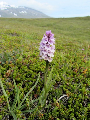 Dactylorhiza maculata (heath spotted orchid)