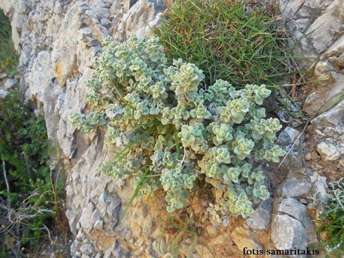 Pseudodictamnus mediterraneus (alternate view 7)