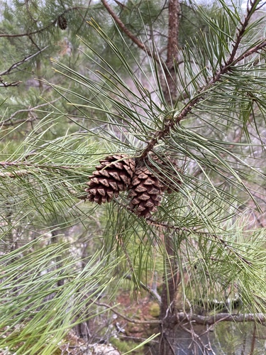 Pinus echinata (shortleaf pine) (alternate view 6)