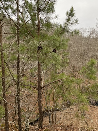 Pinus echinata (shortleaf pine) (alternate view 7)