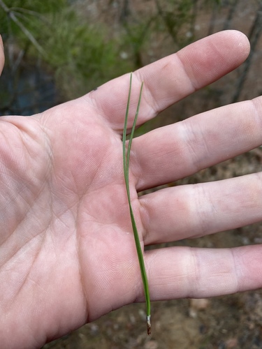 Pinus echinata (shortleaf pine) (alternate view 8)